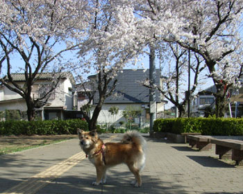 �������J�����ǂǂ��ł�������