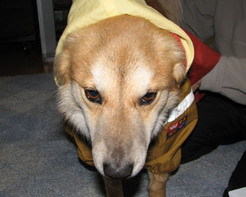 �t�͉J������