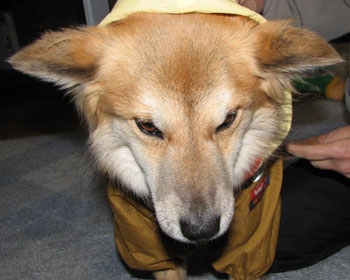 �{��ɔR����