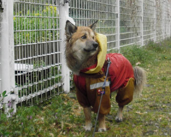 �J�̎U���͑���肪�d��