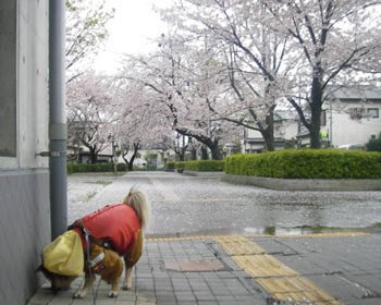 ���̉��ł͗����~�܂�Ȃ�