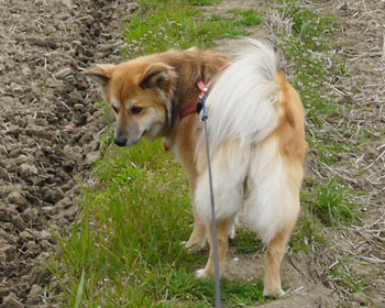 �j�I�C�ŐU��Ԃ�