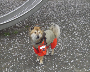 �܂��J�E�E�E�����U����