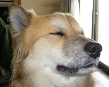 �Ȃł��Ă����Ƃ�