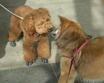 �ʂ�����݂��C�͂��ē����Ă��