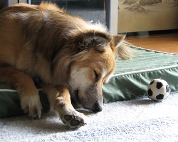 �Ȃ������������ĐQ��