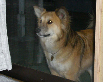 ���낻�낤���ɓ��肽���ł�