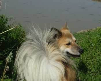 �͂��A�܂����̌΂�