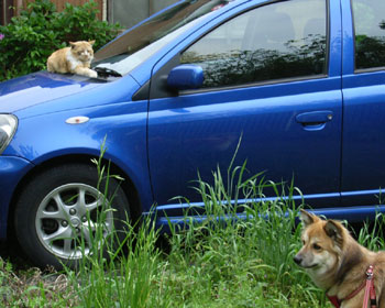 ���傤�̓l�R�����Ȃ�