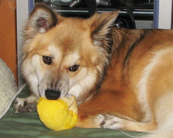 �K���̂Ƃ��͕@�V��