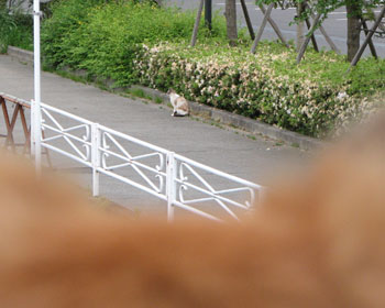 �ł����΂ǂ�Ȃɉ����Ă��B�t��