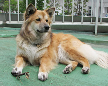 �悻���̂Ƃ����I���`���͗����Ȃ�