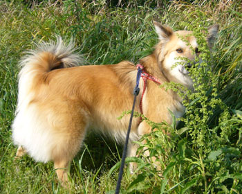 �Ɛ��w�͌����I