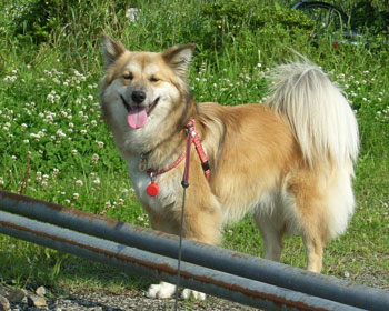 ���͂��̖_�����킭�Ă����ɉz�����Ȃ�