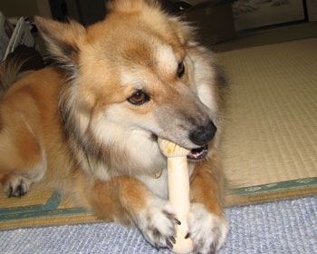 �V�����I���`��