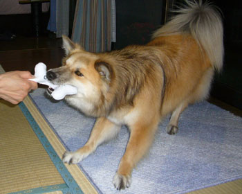 �v�X�̂Ђ��ς�������y����