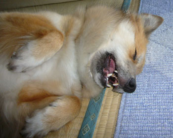 �Ȃł��Ă܂��y����