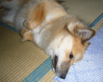 �肪�L���b��