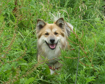 ���ꂵ���������ǁA�~�������߂��