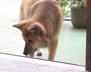 ���̉��Ƀl�R���B��Ă���