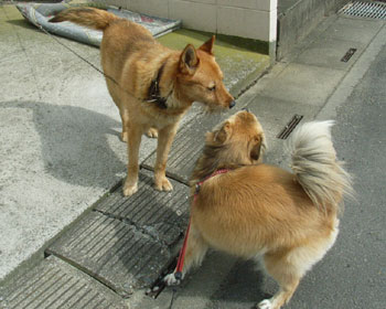 ��z����񂿂��ɊO�ň��A