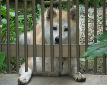 ���̎q��������z��