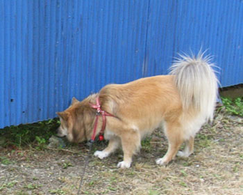 �l�R�̒ʂ蓹�炵��