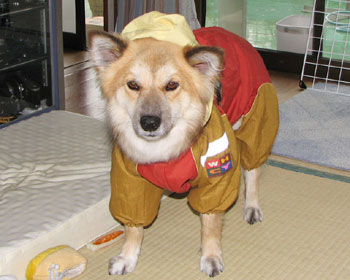 �䕗�Ŗڂ������