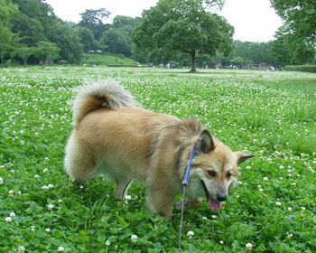 ���y���a�ł܂��a�@���̌�����