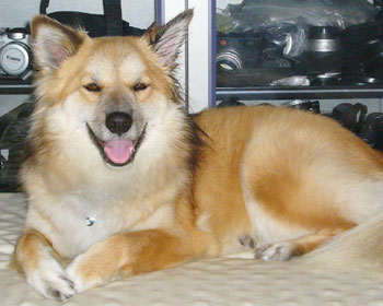 ���h���č���������