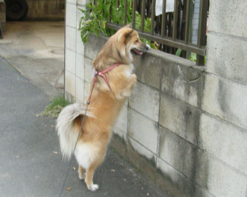 �����̂��΂���ɂȂ��Ă���