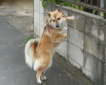 ���傤�͗���݂���