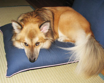 �Ȃ񂩓{���Ă�