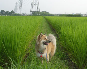 ����������炵��