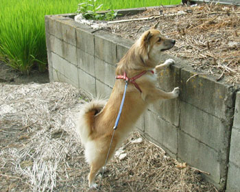 �Ȃ񂩋C�ɂȂ�