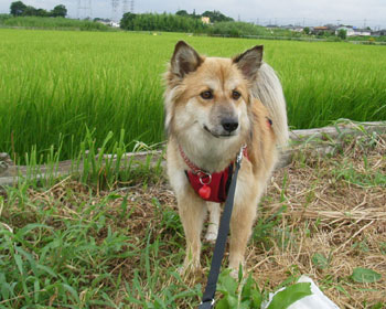 �[���͂Ȃ����ǉJ�͑���