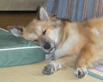 �Ă̌��͐Q������