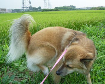 �䂪����Ă����̂ŋL�O�̃`�[