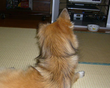 �e���r�Ńl�R�����Ǝ񂪌X��