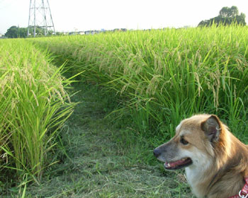 ���낻�늠��������������