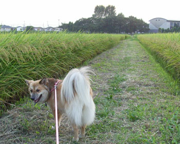 �����̑����Ȃ��Ȃ�ƈ�肾��