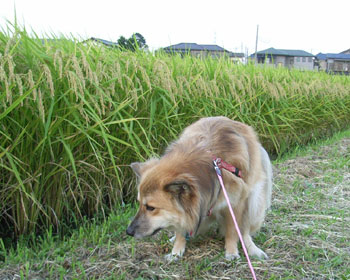 ��ɉB��Ăł���̂����̂���