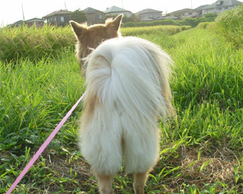 �K�������ăL�����b�g�X�J�[�g�ƌ���ꂽ