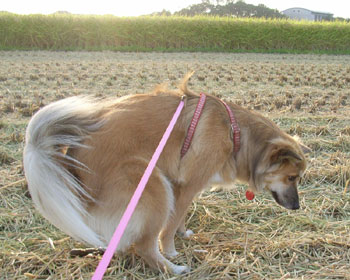 �L�O�̂������