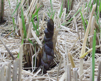 ���Ă����Ă݂�