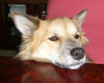 �Ă΂�ĐU�����