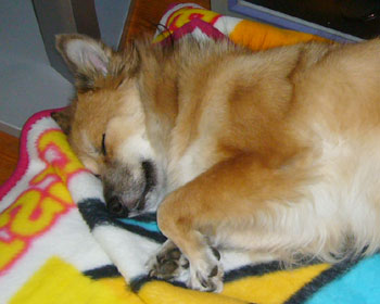 �����Ȃ��Ă����̂Ń|�P�����ѕz���o��