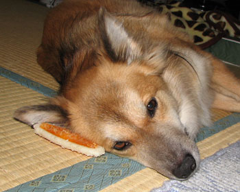 �I���`�����k��ł���