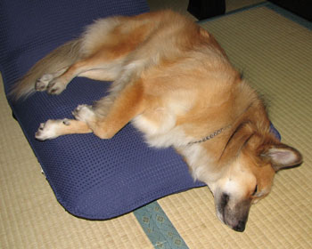 �ȈՃo�[�W����