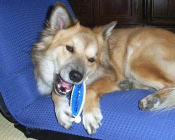 �V�����̂����������